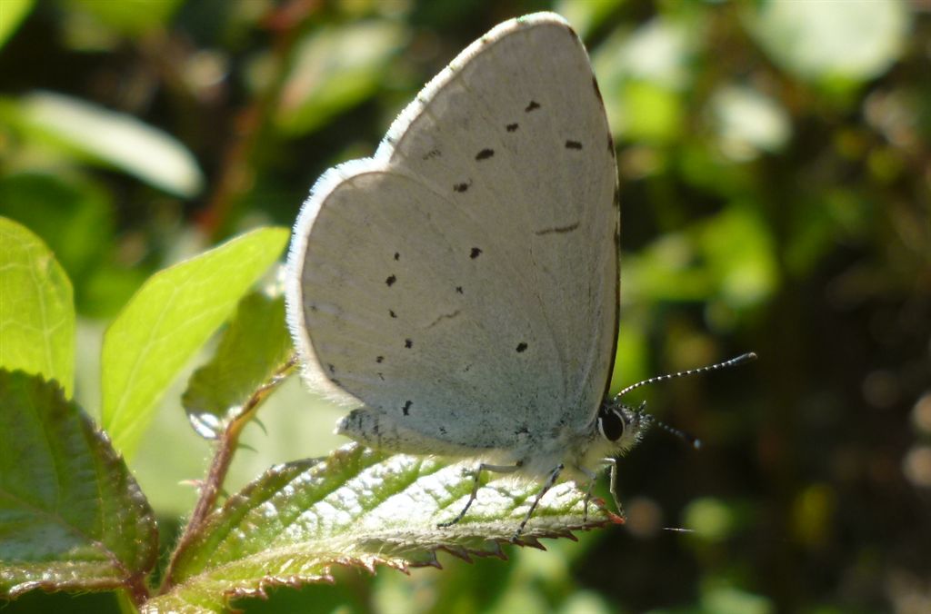 Celastrina argiolus?